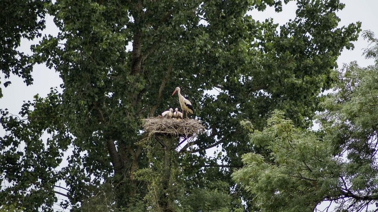 Photo of Others in Saint-Denis-de-Pile