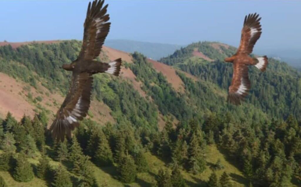 Photo of Others in Brousse