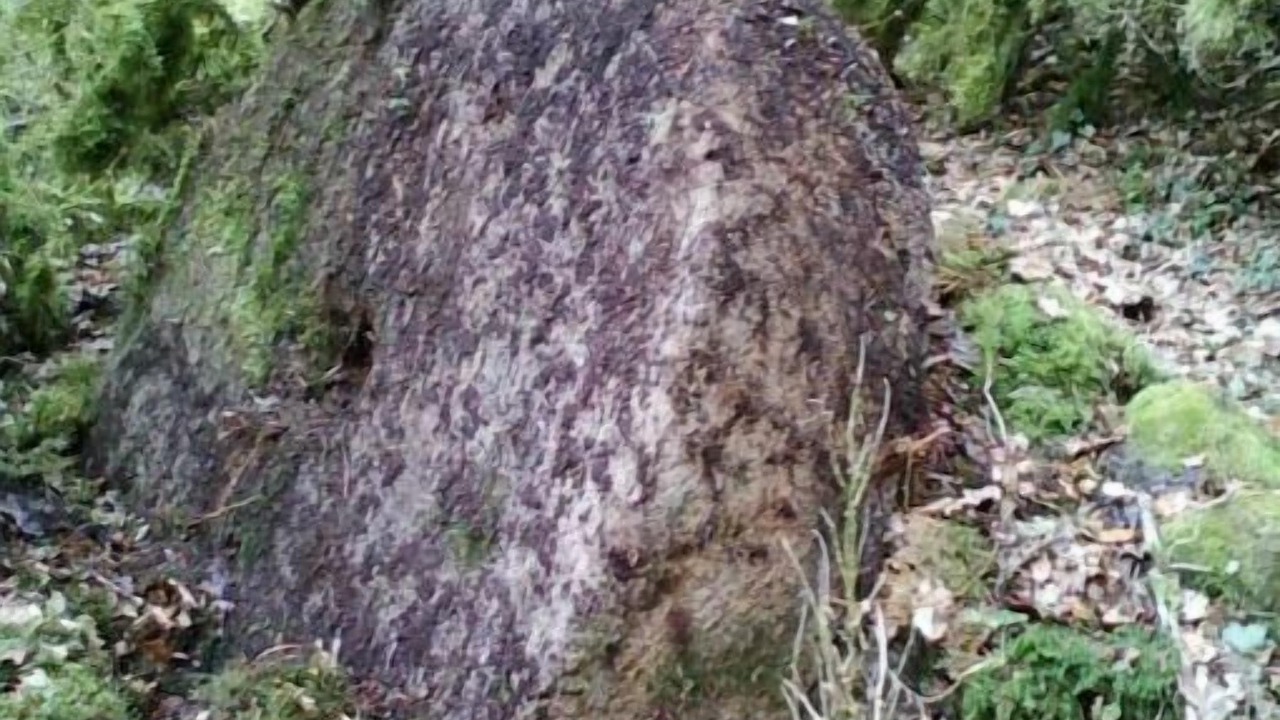 Photo of Others in Brousse