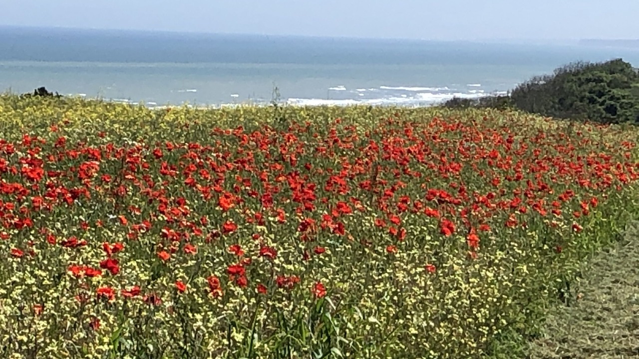 Photo of Others in Saint-Laurent-sur-Mer