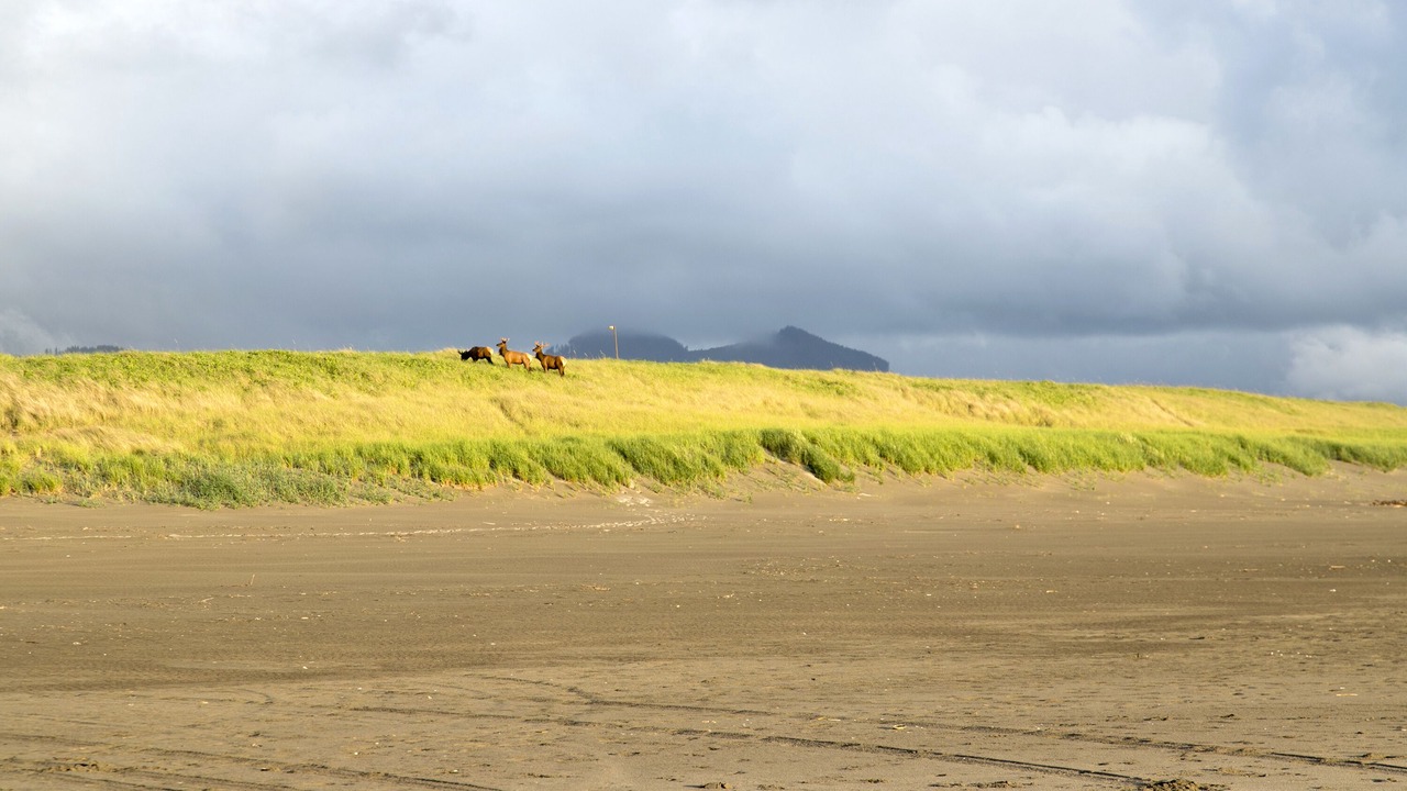 Photo of Outdoor in Gearhart