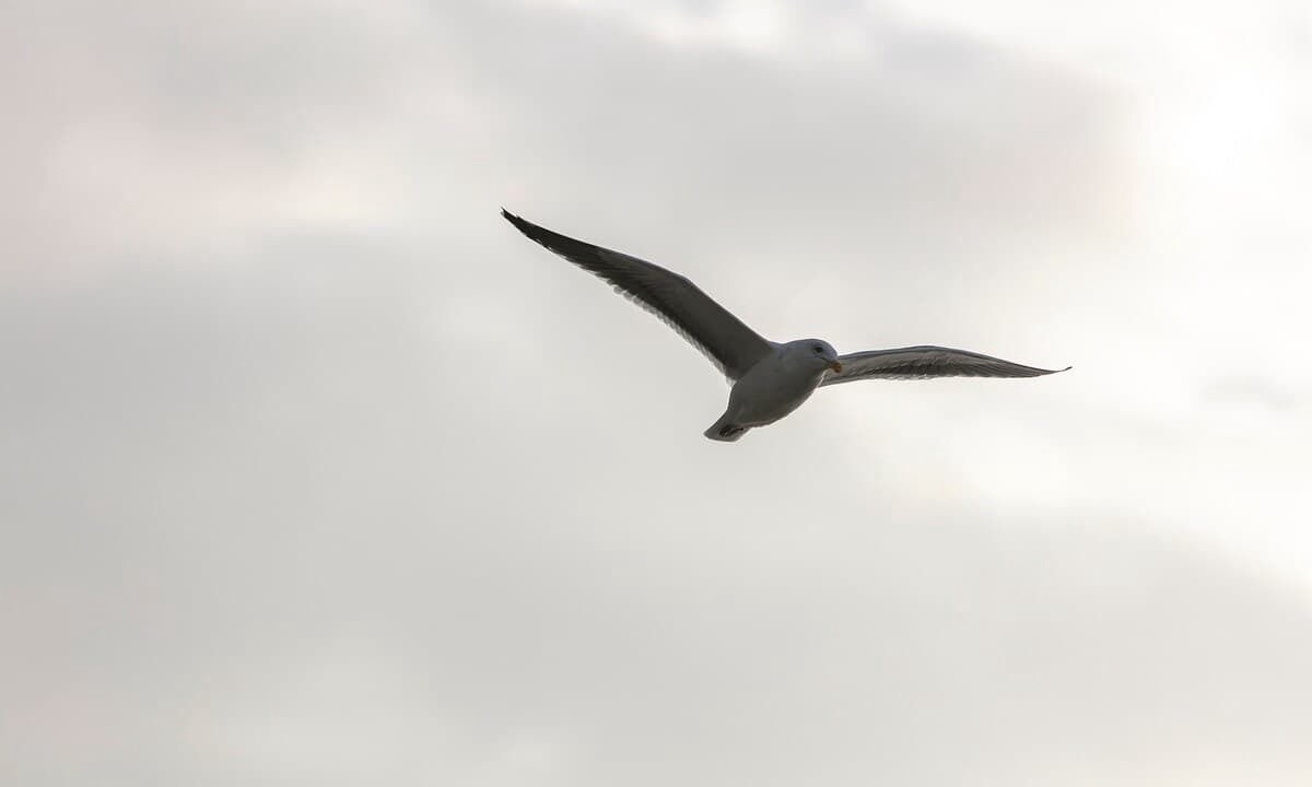Photo of Others in Gearhart