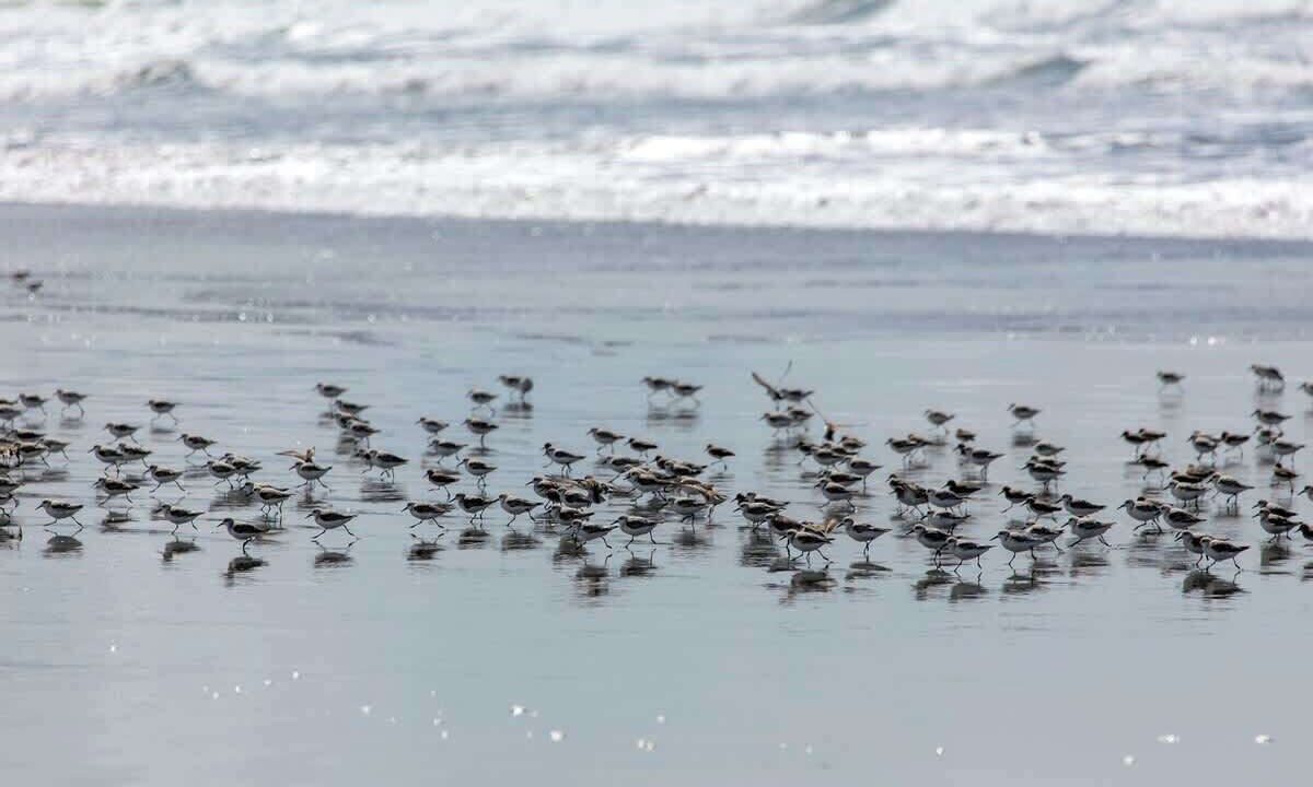 Photo of Others in Gearhart