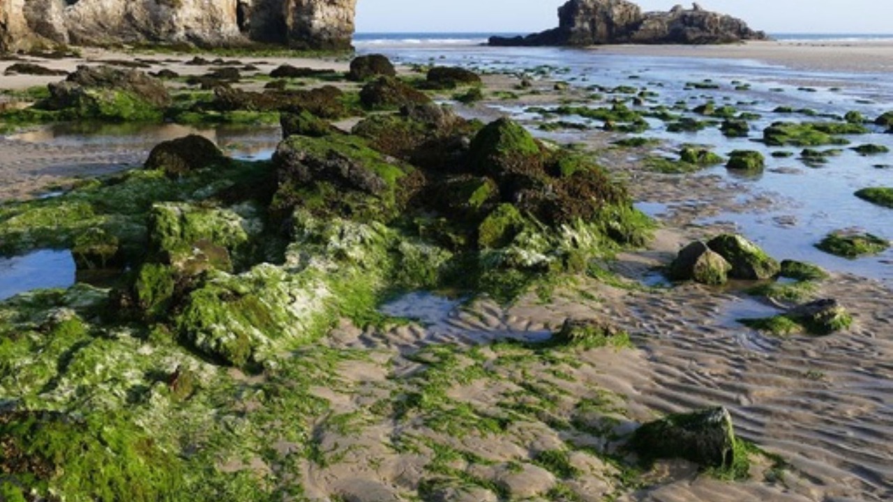 Photo of Others in Gweek