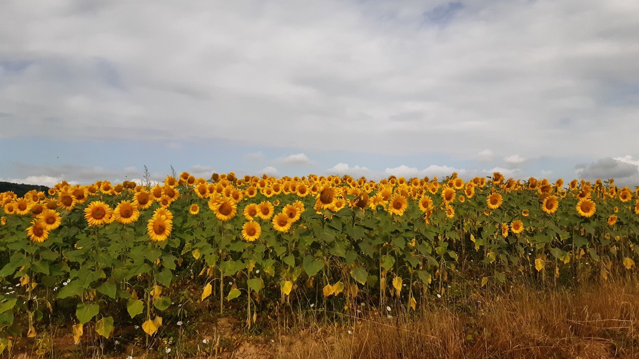 Photo of Others in Souille