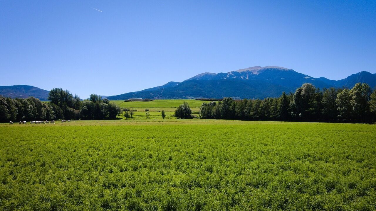 Photo of Others in Clara