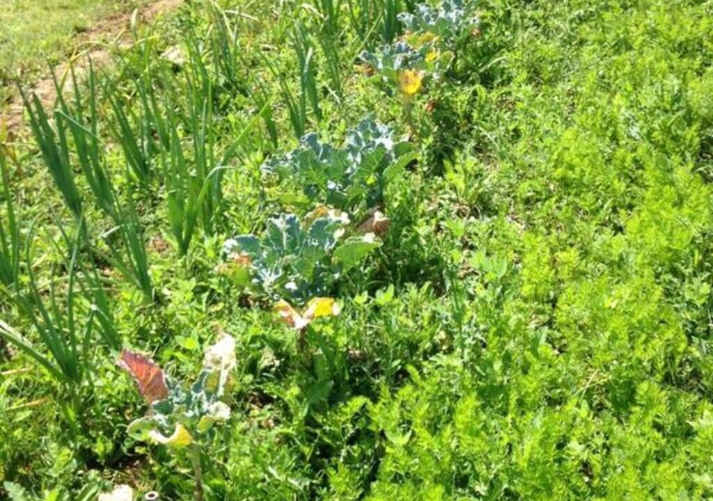 Photo of Others in Gemozac