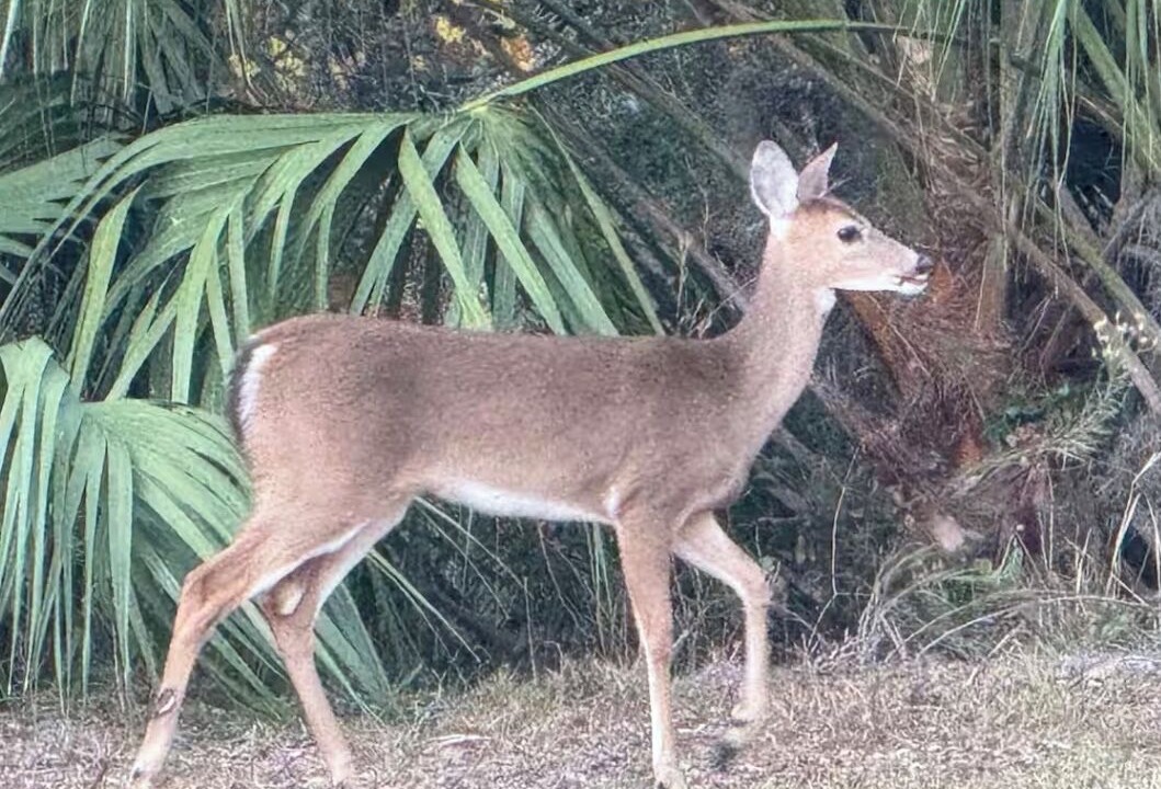 Photo of Others in Crystal River
