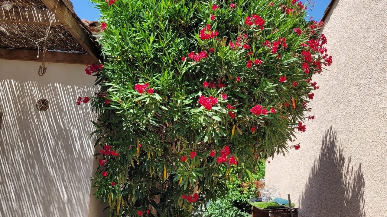 Photo of Outdoor in Villeneuve-les-Maguelone