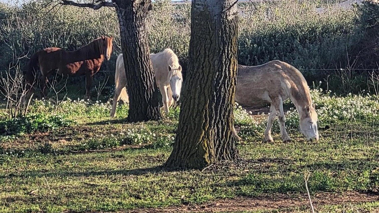 Photo of Others in Villeneuve-les-Maguelone