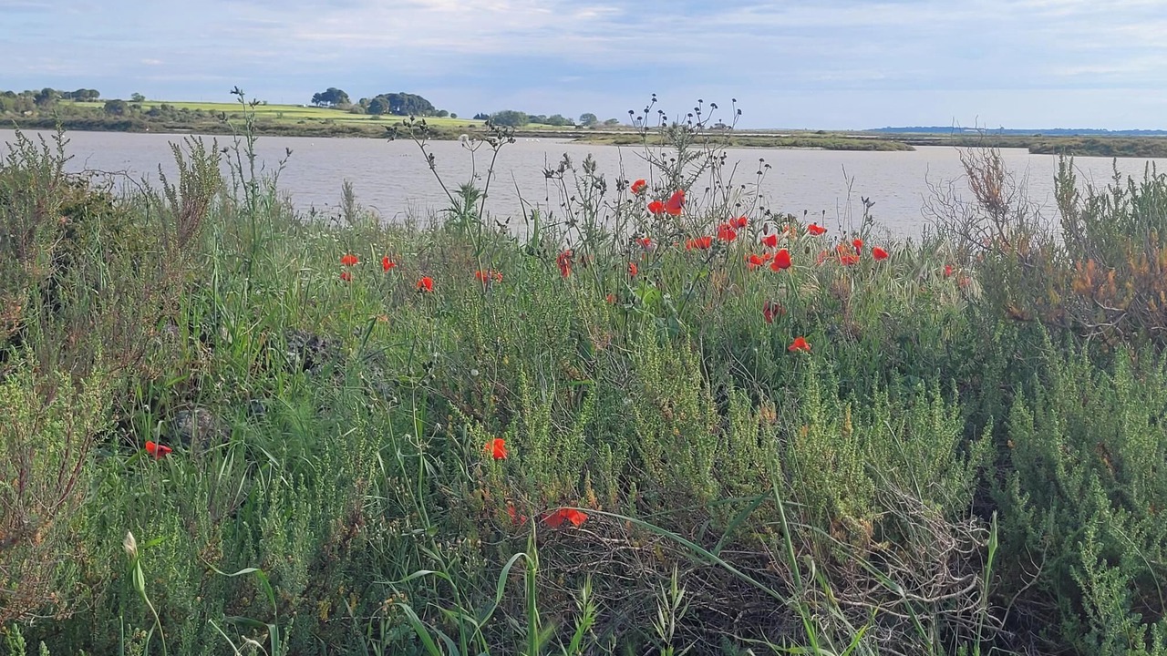 Photo of Others in Villeneuve-les-Maguelone