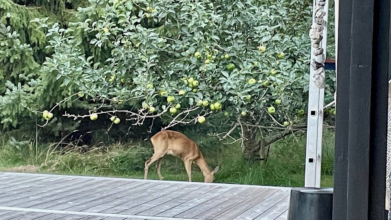 Photo of Outdoor in Hojby