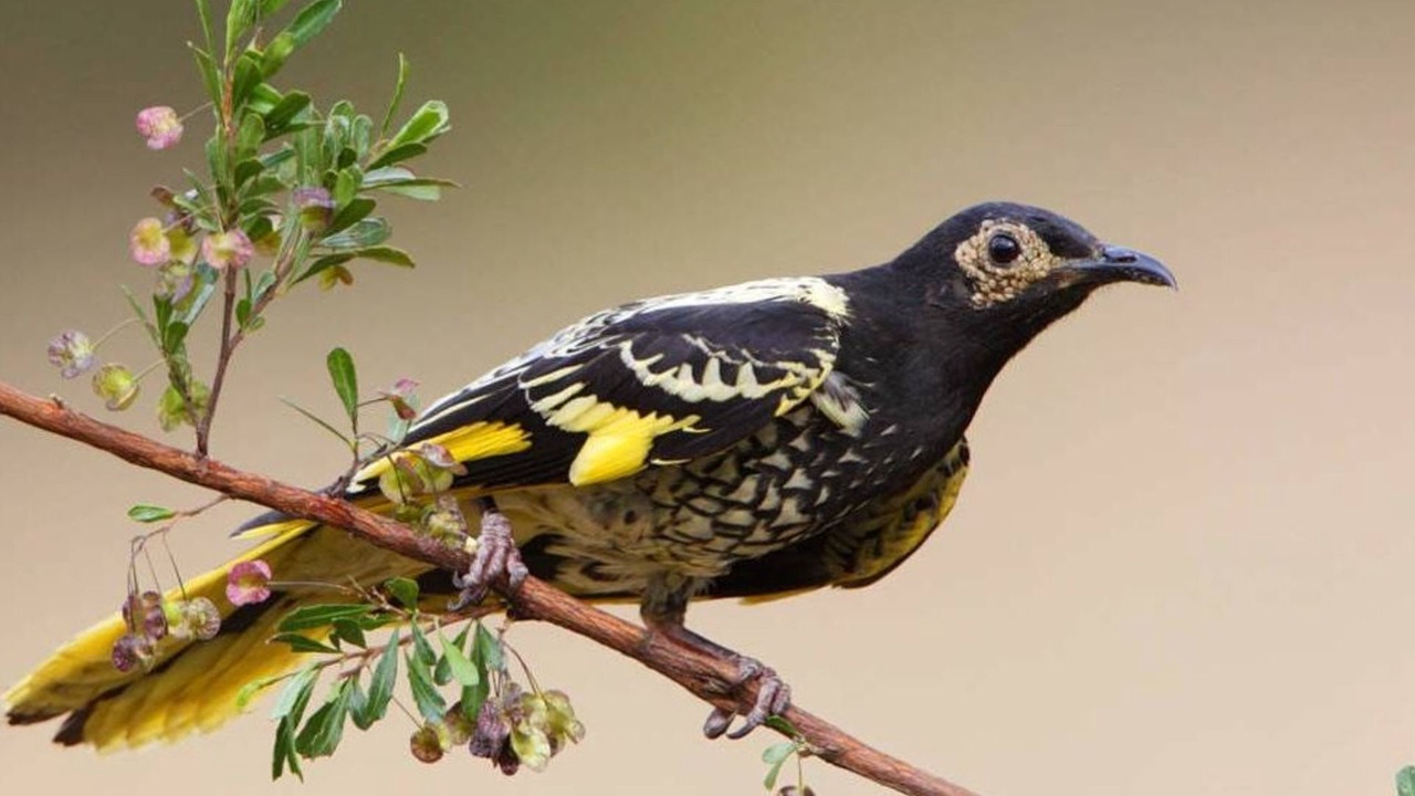 Photo of Others in Nulkaba