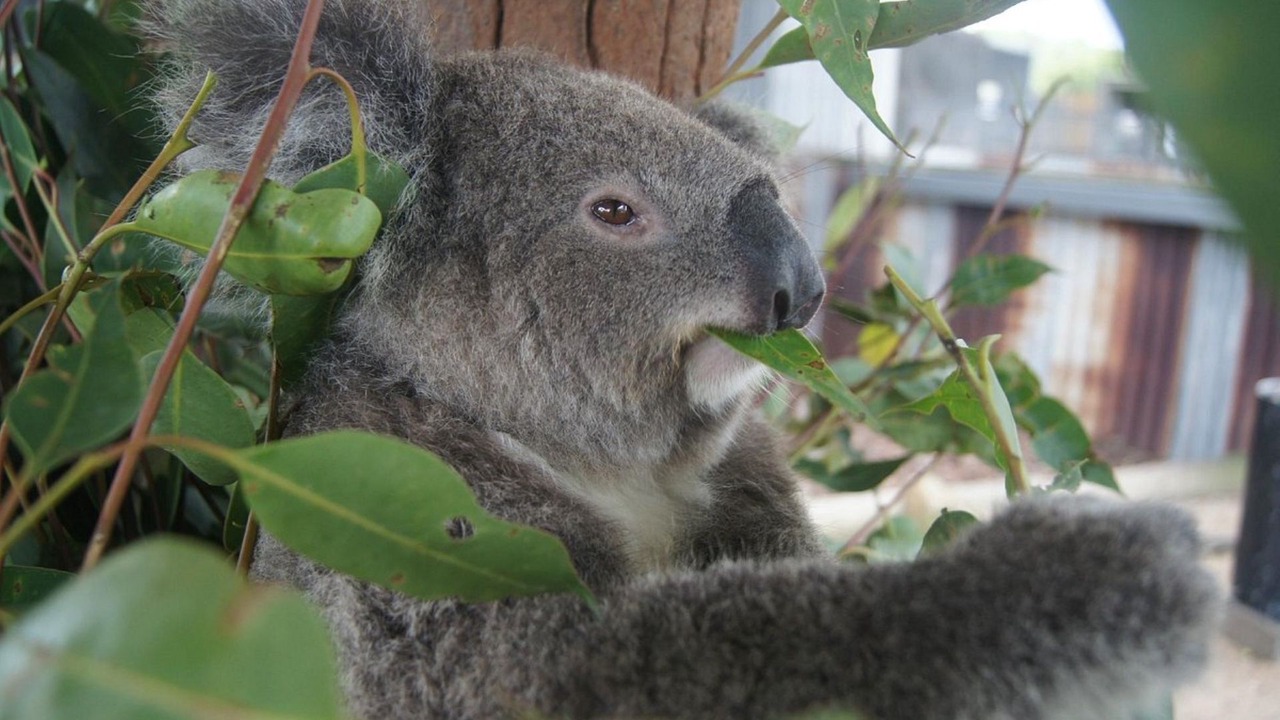 Photo of Others in Nulkaba