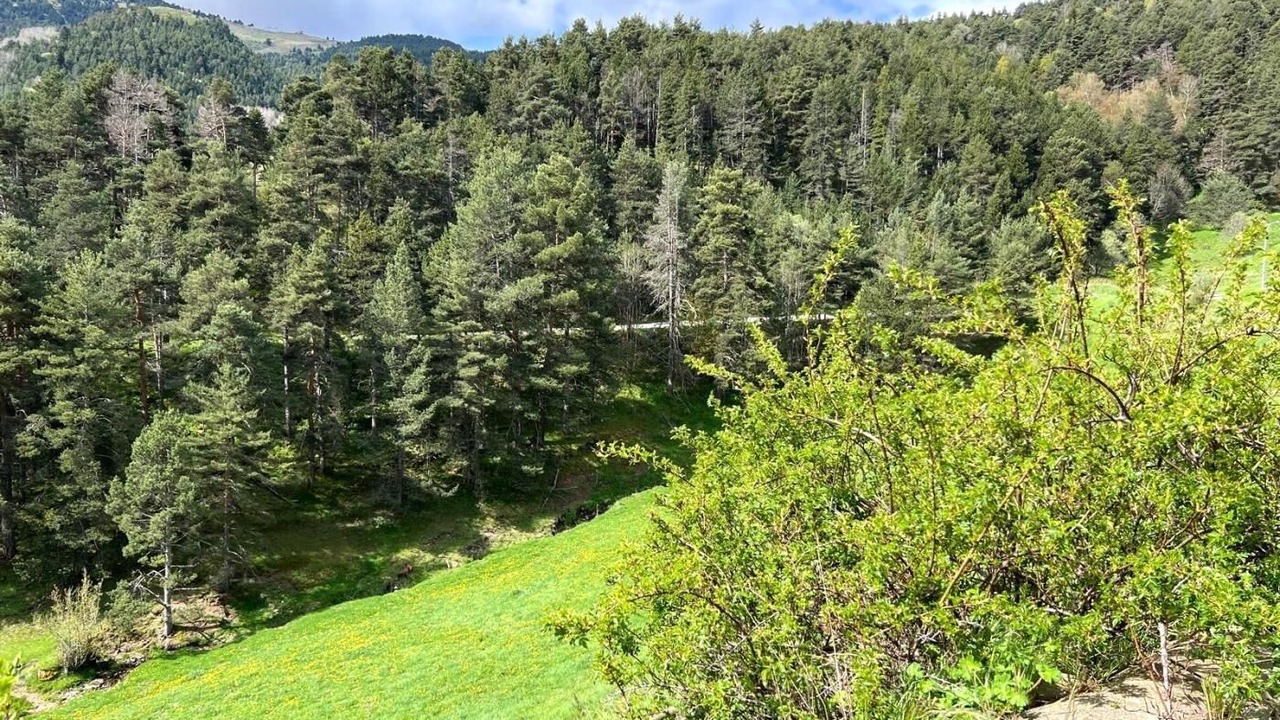 Photo of Others in La Molina