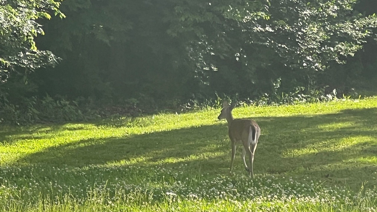 Photo of Others in Lake Forest Estates