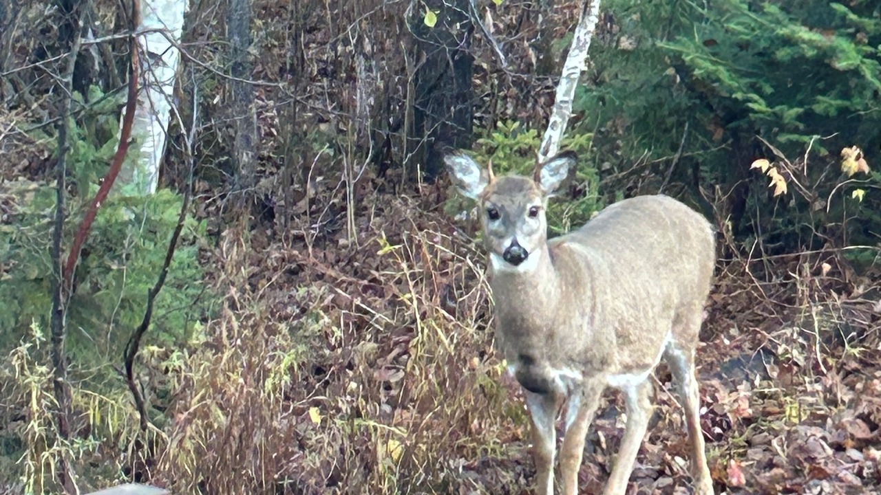 Photo of Others in Mont-Laurier