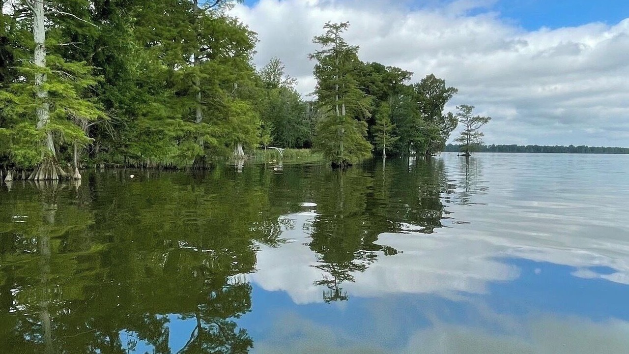 Photo of Others in Hornbeak