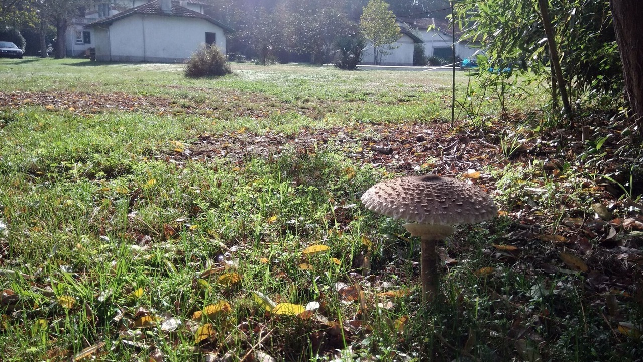 Photo of Outdoor in Castets