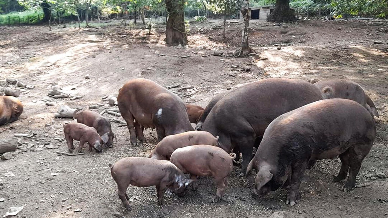 Photo of Others in Rospigliani