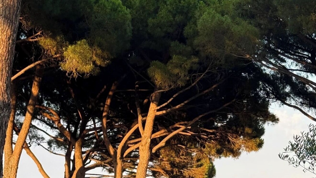 Photo of Others in Cavaliere