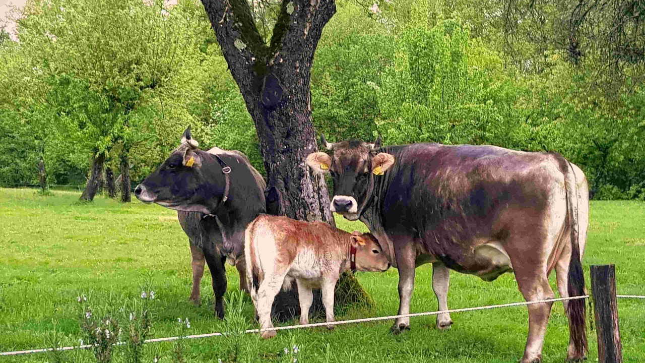 Photo of Others in Saint-Germain-du-Bois