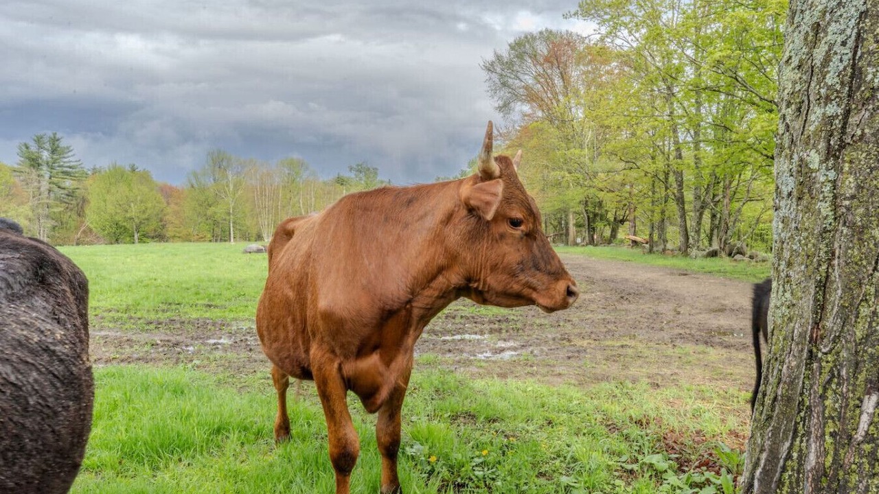 Photo of Others in Loudon