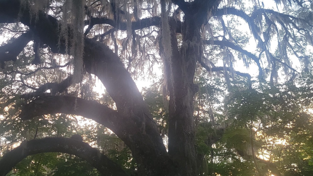 Photo of Others in Ocala