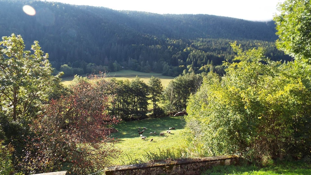 Photo of Others in Laveissiere