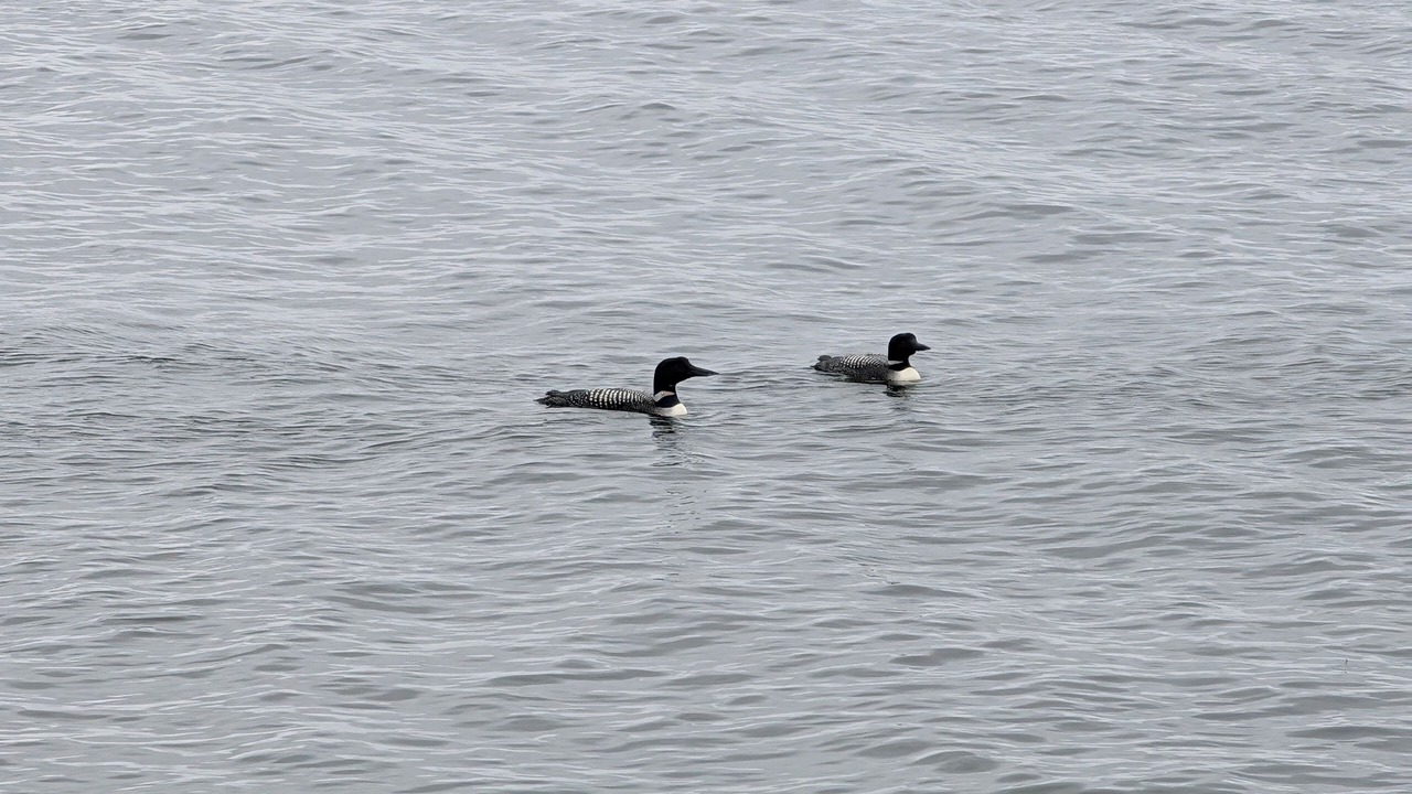 Photo of Others in Tuftonboro