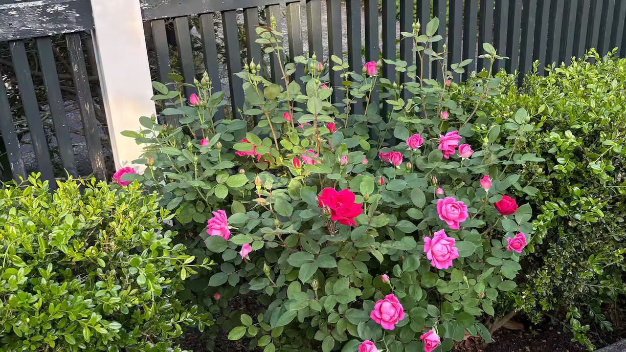 Photo of Outdoor in Swarthmore