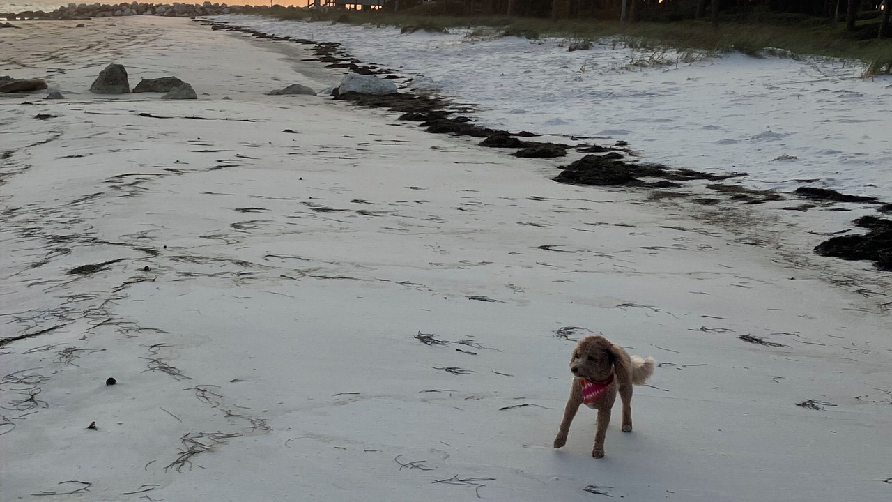 Photo of Others in Alligator Point