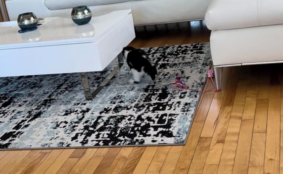 Photo of Livingroom in Fabreville