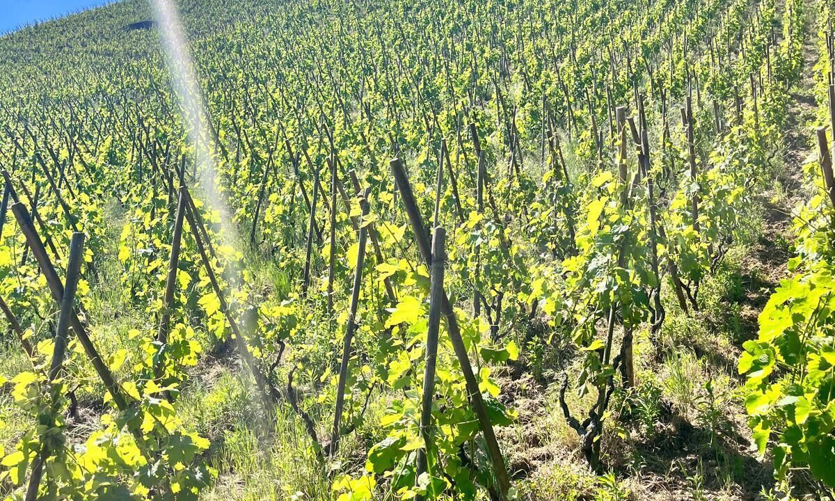 Photo of Others in Ampuis