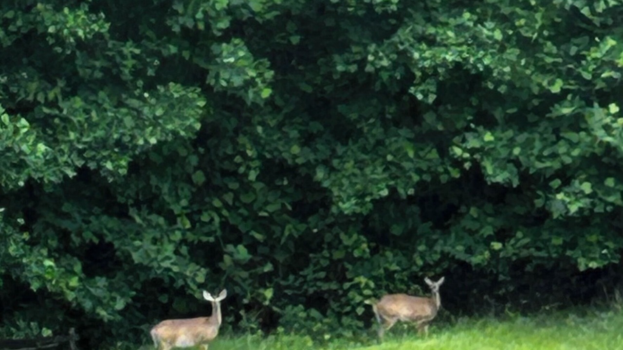 Photo of Others in Mount Airy