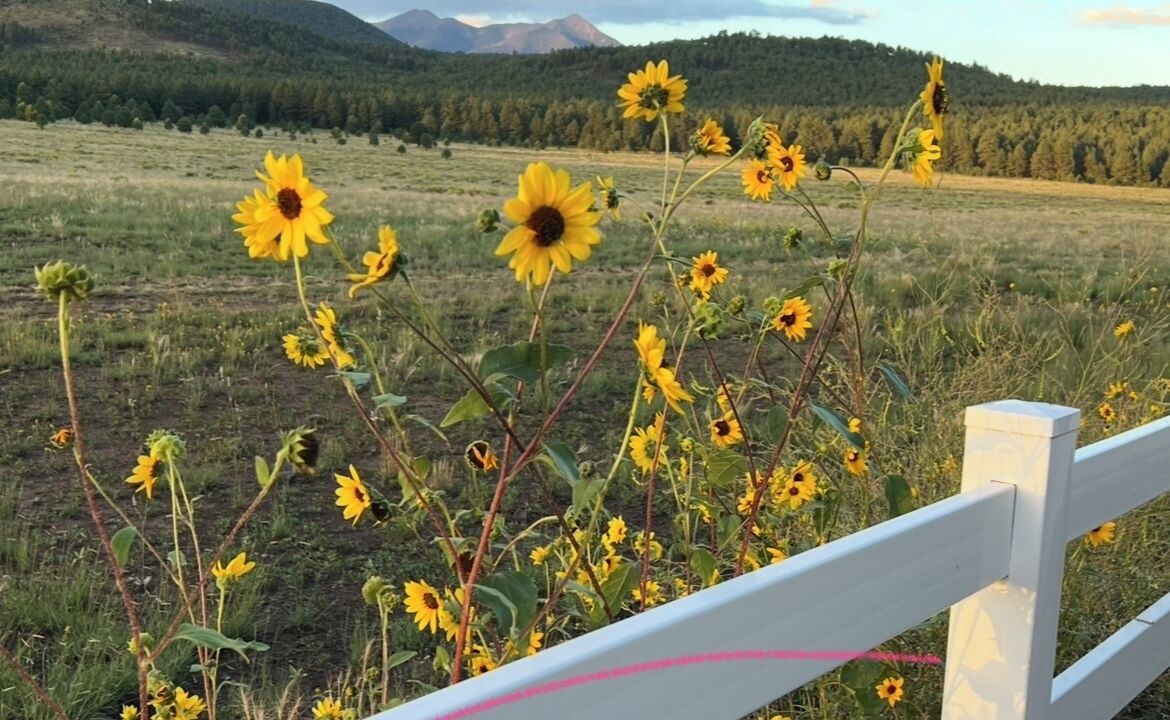 Photo of Others in Flagstaff