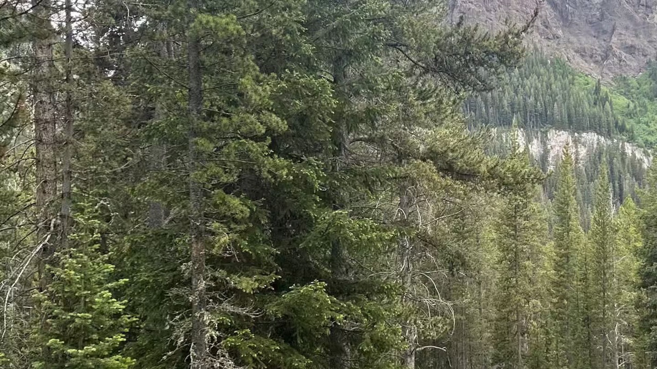 Photo of Others in Cooke City-Silver Gate