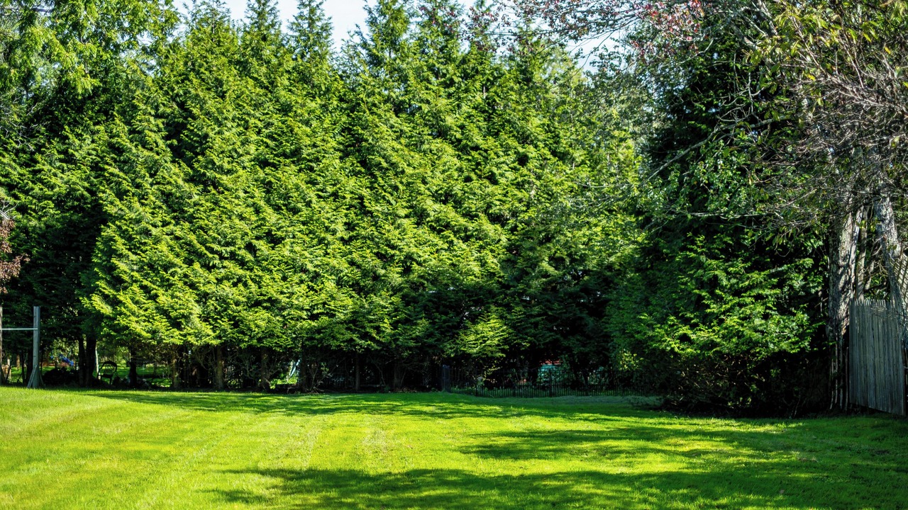 Photo of Outdoor in White Lake