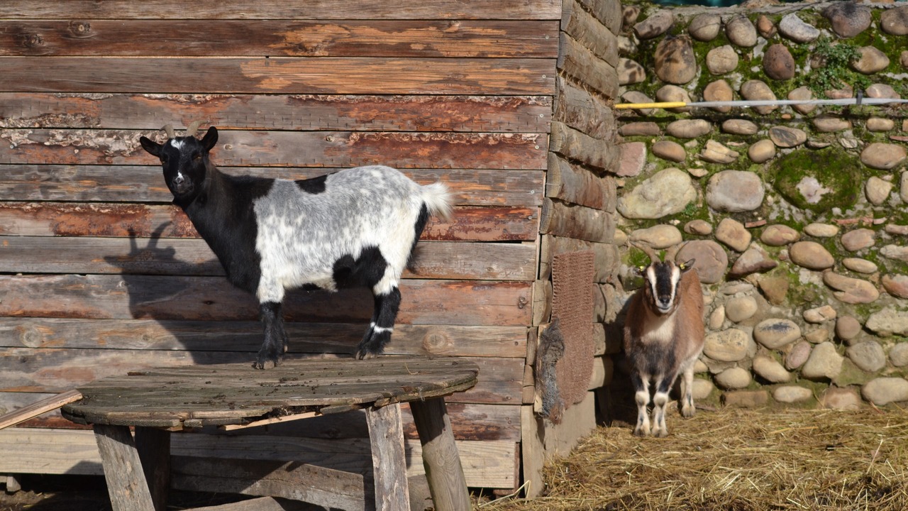 Photo of Others in Anjou