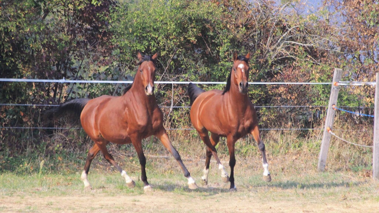 Photo of Others in Anjou