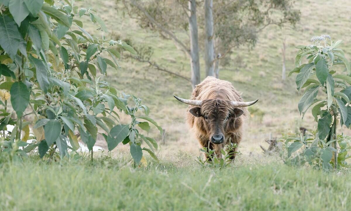 Photo of Others in Kidaman Creek