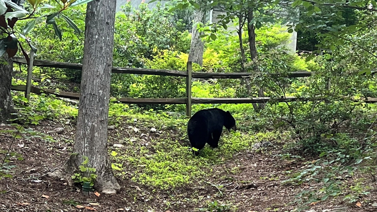 Photo of Others in Lake Lure