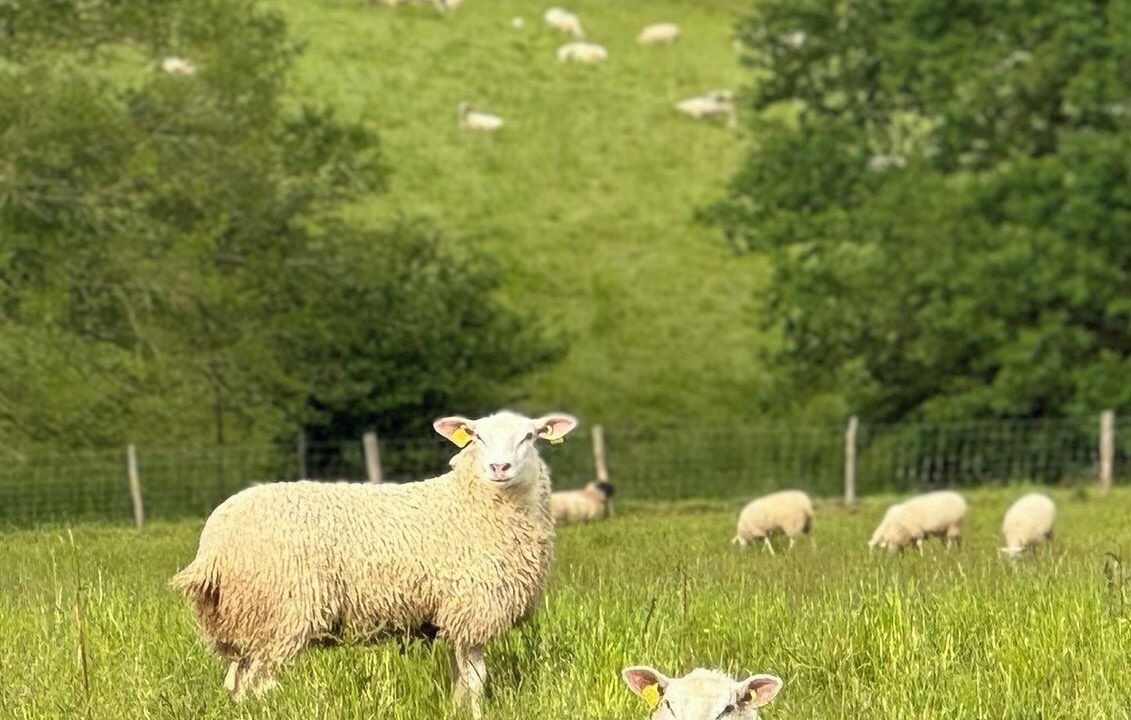 Photo of Others in Le Vigeant