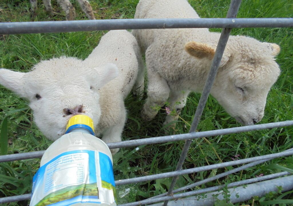 Photo of Others in Kai Iwi