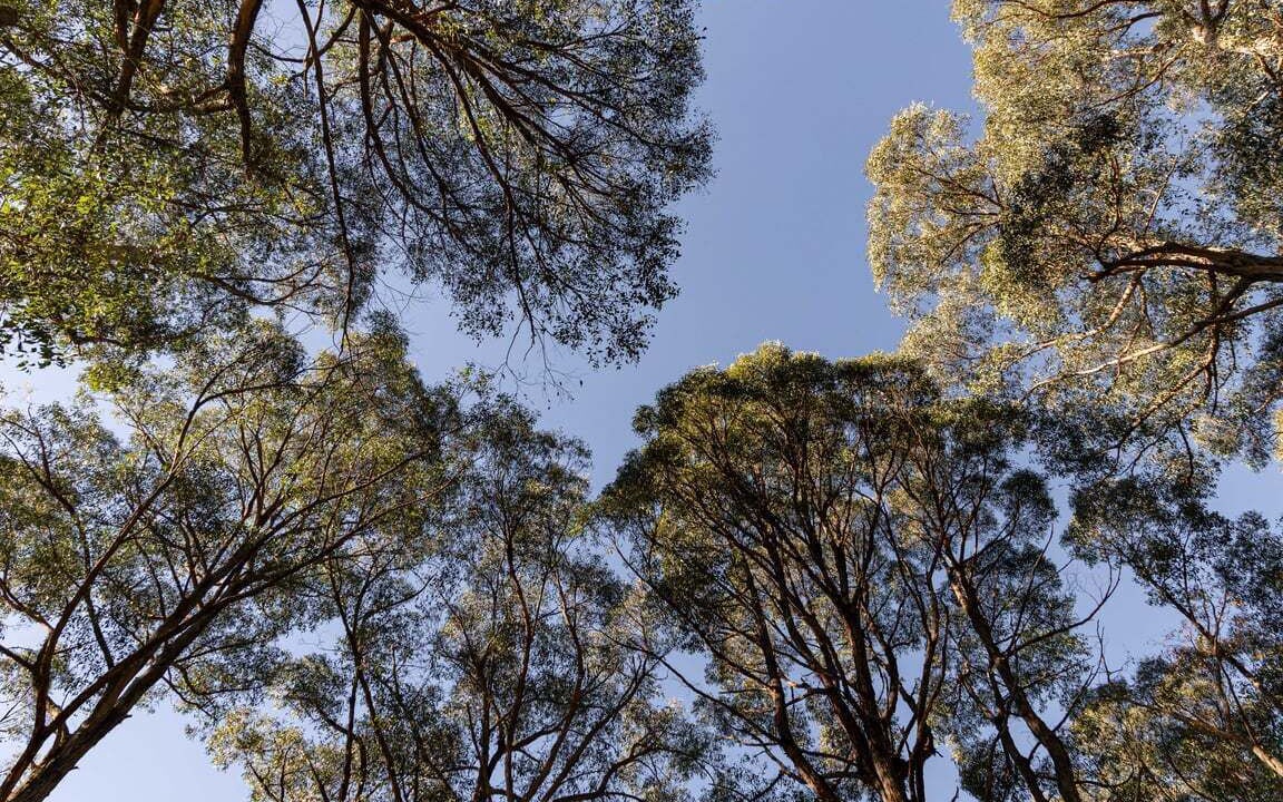 Photo of Others in Healesville