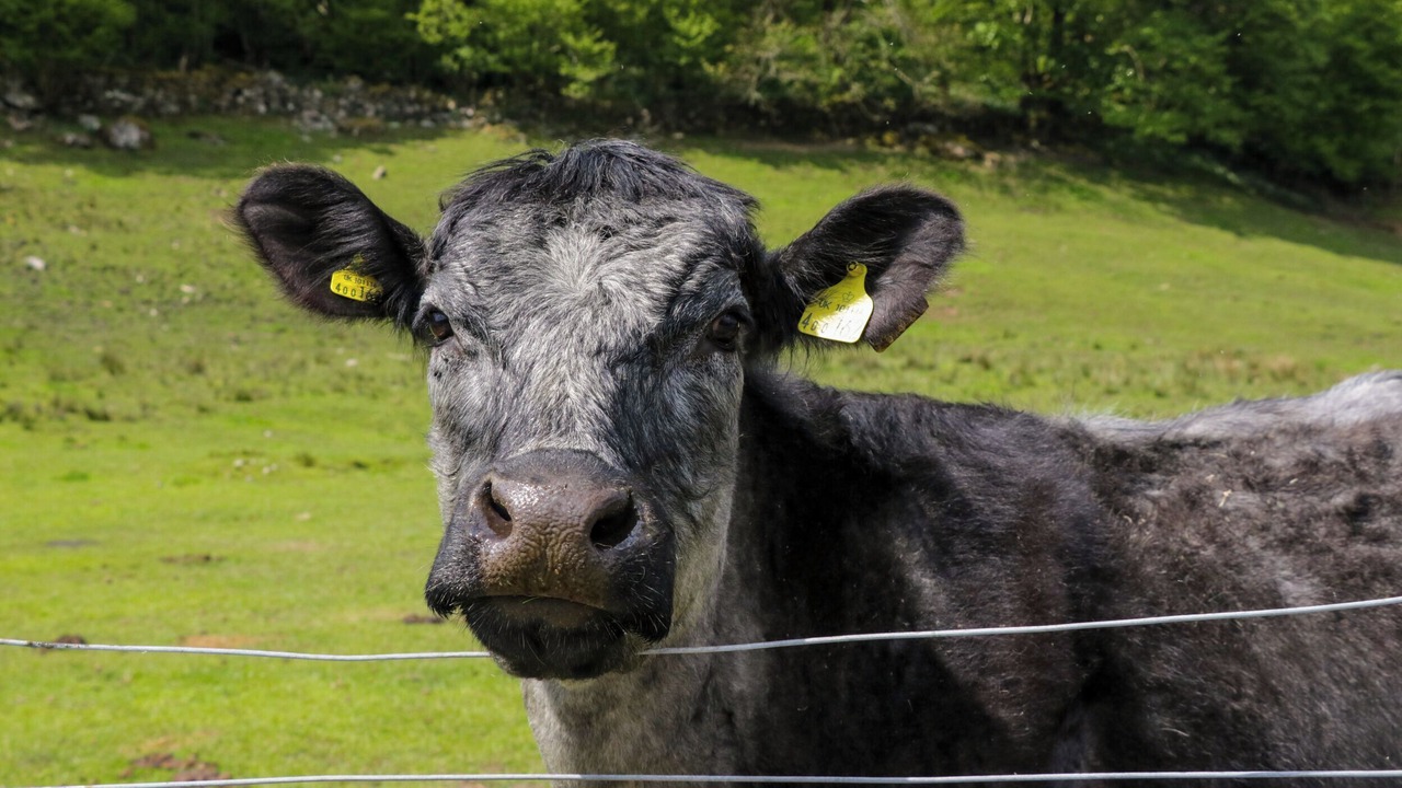Photo of Others in Margam