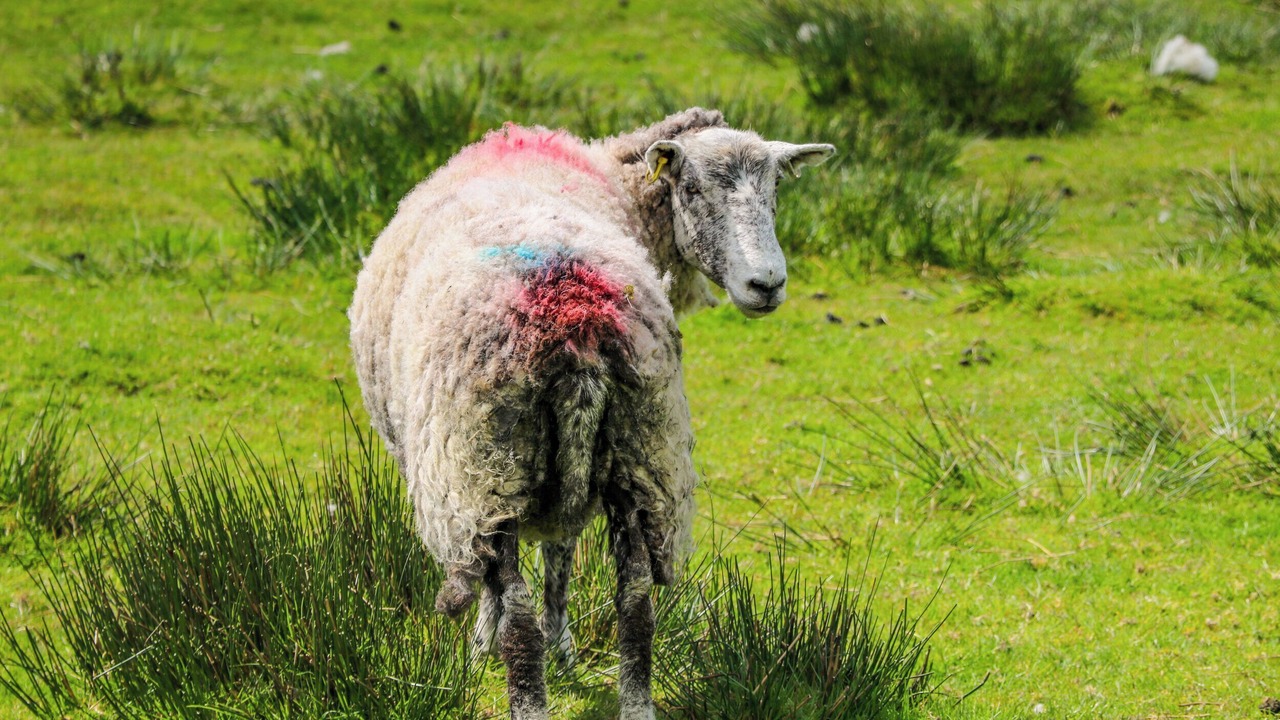 Photo of Others in Margam