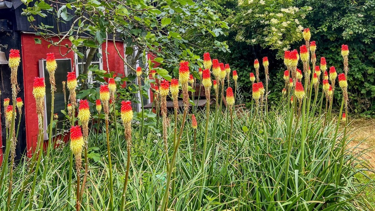 Photo of Others in Pedersker