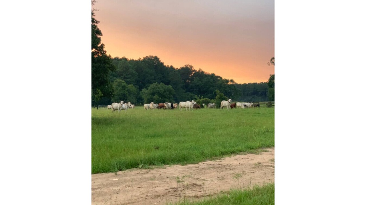 Photo of Others in Navasota