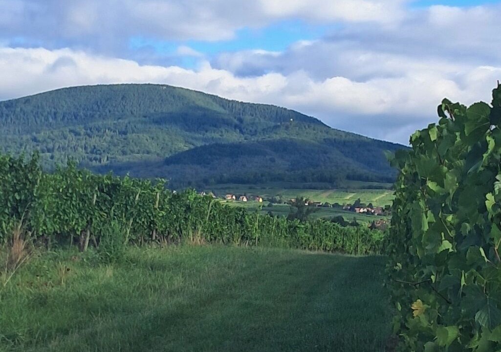 Photo of Others in Zellwiller